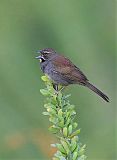 Five-striped Sparrowborder=